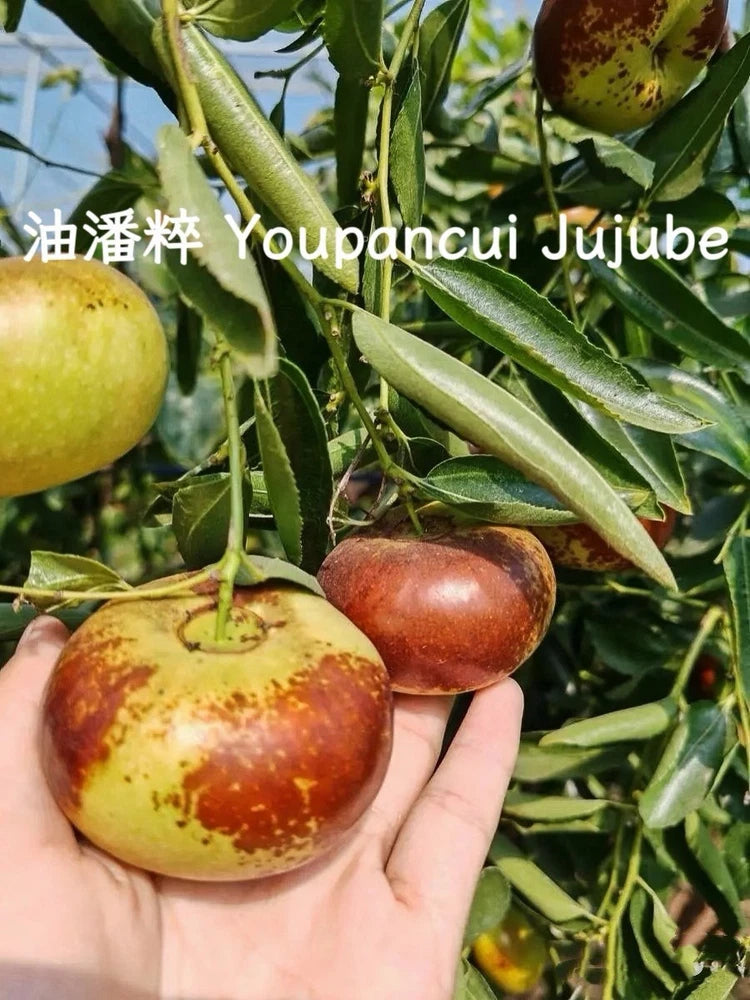 Youpancui Jujube Grafted Outdoor Plant Red Yellow Green Ziziphus Green Plant