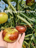 Youpancui Jujube Grafted Outdoor Plant Red Yellow Green Ziziphus Green Plant