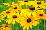 10 Black Eyed Susan Wildflower Bare Roots Rudbeckia Flowering Plants