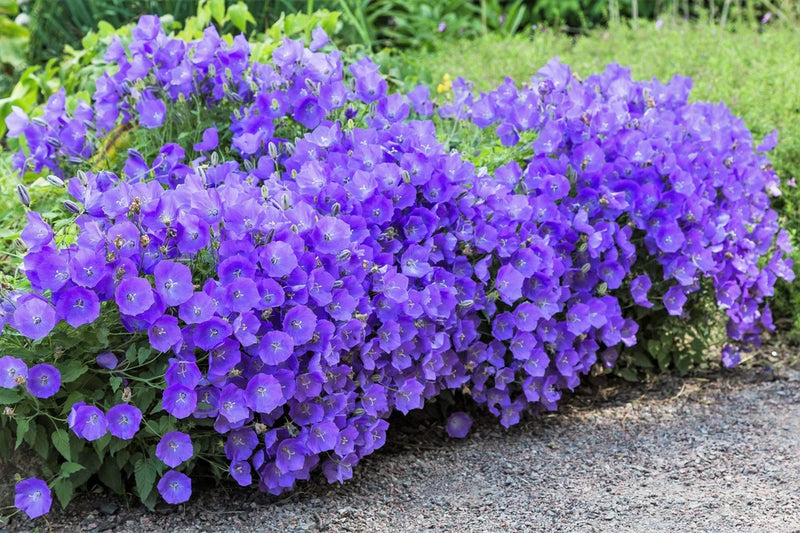 1000 TUSSOCK BELLFLOWER (Carpathian Bellflower) Campanula Carpatica Flower Seeds Flowering Plants