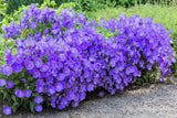 1000 TUSSOCK BELLFLOWER (Carpathian Bellflower) Campanula Carpatica Flower Seeds Flowering Plants
