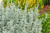 200 PRAIRIE SAGE (Wormwood / Fringed Sagebrush / Sagewort) Artemisia Ludoviciana Flowering Plants
