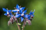 100 Blue Star BORAGE HERB Borago Officinalis Flower Seeds Flowering Plants