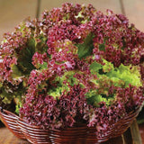 800 LOLLA ROSSO DARKY LEAF LETTUCE SEEDS FRESH FOR GARDENS US SELLER Garden Plants