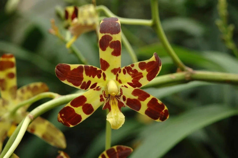 Orchid flower with maroon and yellow spotted petals and yellow center