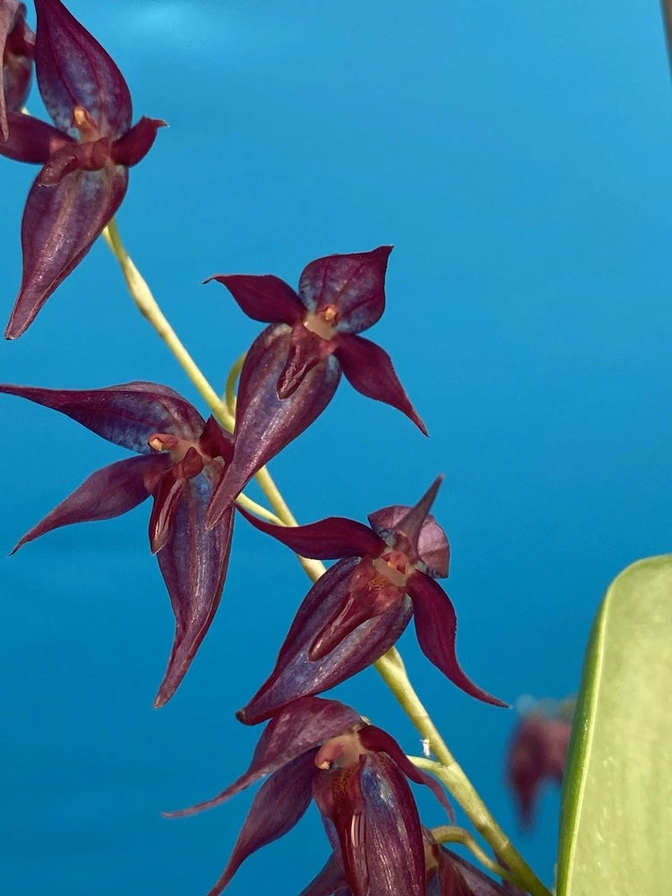 Maroon orchid species flowers with pointed petals on slender stems
