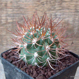 D7202 PHYRROCACTUS BULBOCALYX pot8-H6-W5,5 cm MaMa Cactus Green Plant