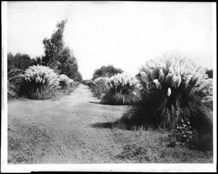 Pampas grass grown for market 1920 California Old Photo Pampas Grass