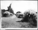Pampas grass grown for market 1920 California Old Photo Pampas Grass
