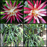(1) Ric Rac CUTTING Cryptocereus Anthonyanus, Orchid Cactus, Fish Bone Succulent Orchids