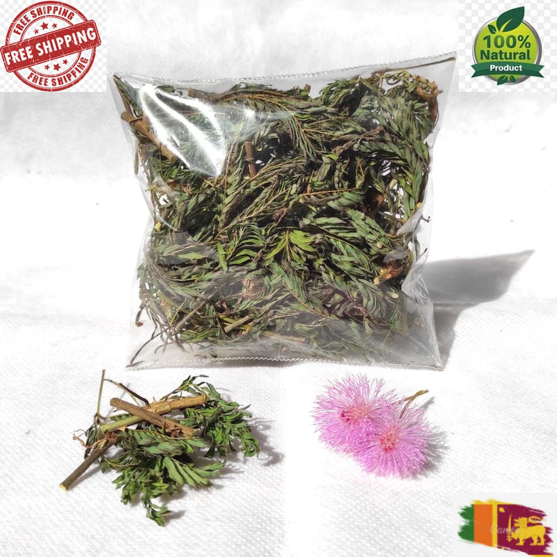 Dried MIMOSA PUDICA Sensitive Herbal Plant Root,Leaves,Flowers 100% Natural Flowering Plants