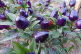 Filius Blue - Fiery ornamental pepper Garden Plants