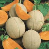 50 HEARTS OF GOLD MELON SEEDS  FRESH HARVEST FOR GARDENS Garden Plants
