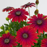 200+ Red Cape Daisy Seeds for Garden Planting - USA - FREE SHIPPING! Garden Plants