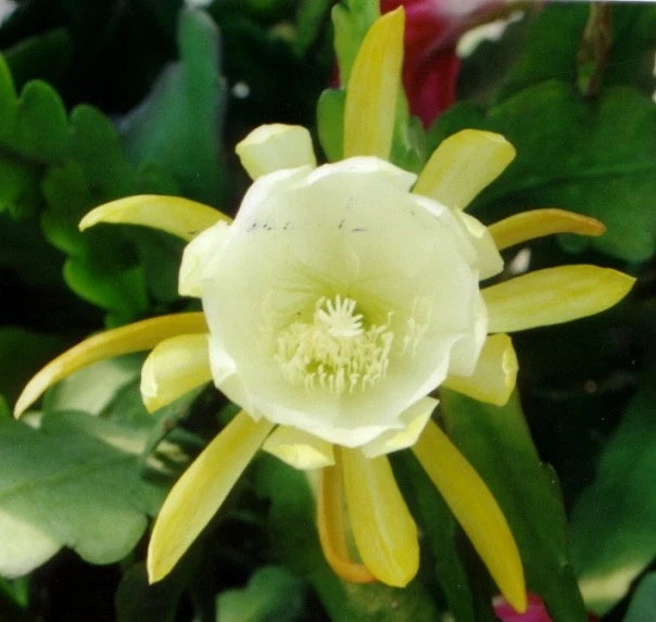 Orchid cactus flower with pale yellow petals and cream center
