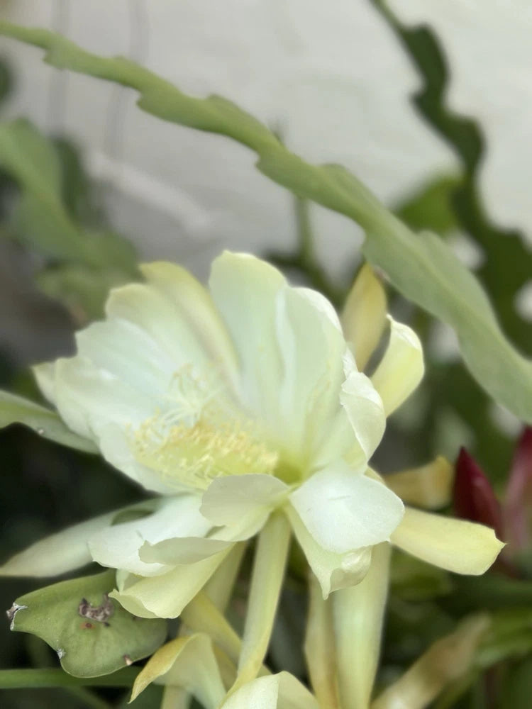 White epiphyllum orchid cutting with layered petals and yellow-green center
