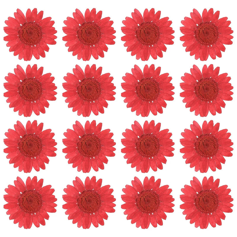 48Pack Dried Pressed Flower Natural Dried Daisy Flower Deep red Daisies