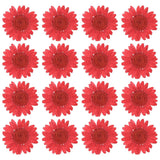 48Pack Dried Pressed Flower Natural Dried Daisy Flower Deep red Daisies