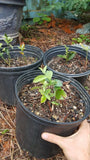 Farkleberry Rare Blueberry Bushes 2 Live Per Order In Pots Green Plant