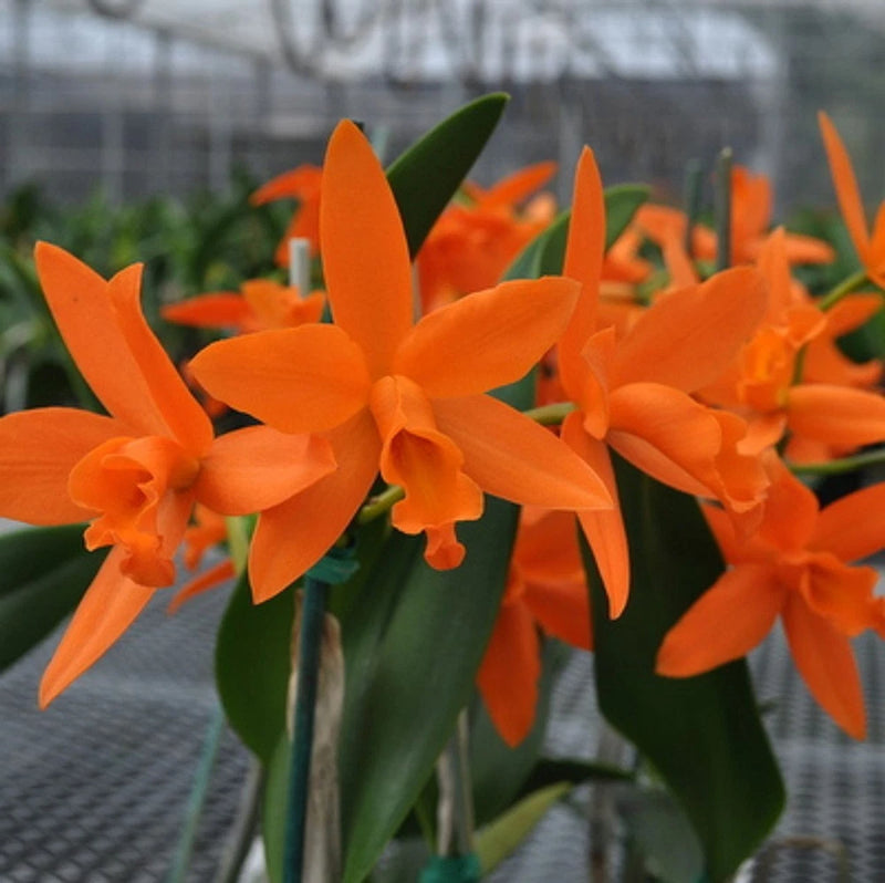 Orange orchid flowers with long green stems in a small bouquet
