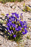 200 FRINGED GENTIAN Gentiana Crinita Gentianopsis Native Herb Blue Purple Flower Flowering Plants