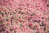 25 SPANISH STONECROP / SEDUM HISPANICUM Groundcover Flower Seeds *Comb S/H Garden Plants