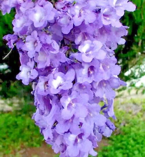 Jacaranda Mimosifolia (Blue Flamboyant) Tree Seeds | 10 Seeds | Rare Flowering Orchids