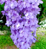 Jacaranda Mimosifolia (Blue Flamboyant) Tree Seeds | 10 Seeds | Rare Flowering Orchids