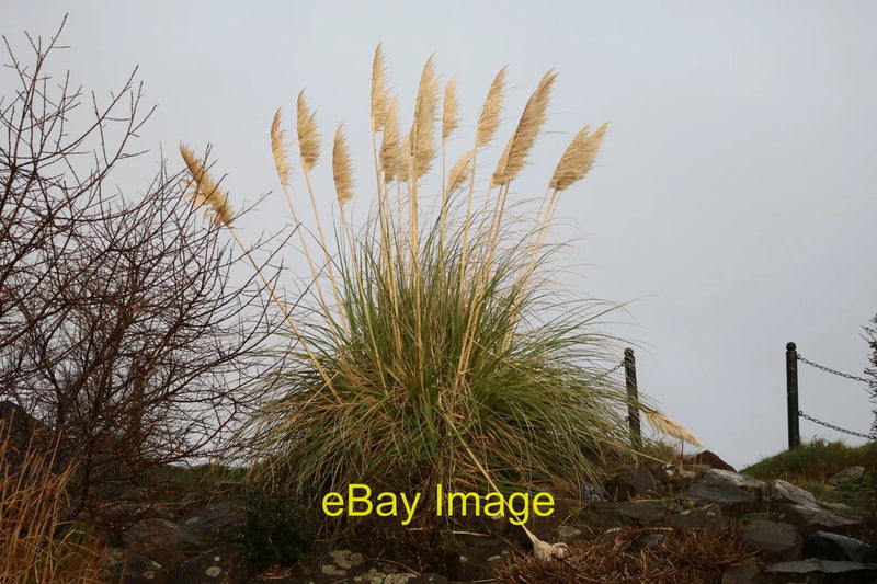 Photo 6x4 Pampas Grass, Girvan At McCreath Park on the North side of the  c2022 Pampas Grass
