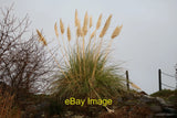 Photo 6x4 Pampas Grass, Girvan At McCreath Park on the North side of the  c2022 Pampas Grass