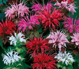 20 + Bee Balm Mixed Flower Seeds USA seller Garden Plants