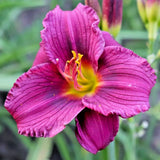 5 LITTLE GRAPETTE DAYLILY SEEDS - Hemerocallis 'Little grapette ' Garden Plants