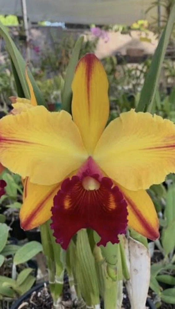 Orchid live Bc. Toshie Aoki "Wine Flaire" bare root 2Ó Pot Small Plant 5+Ó Tall Orchids