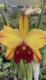 Orchid live Bc. Toshie Aoki "Wine Flaire" bare root 2Ó Pot Small Plant 5+Ó Tall Orchids