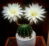 Echinopsis Oxygona White Easter Lily 2" Pup FLOWERING CACTUS SHIPS BARE ROOT Lily