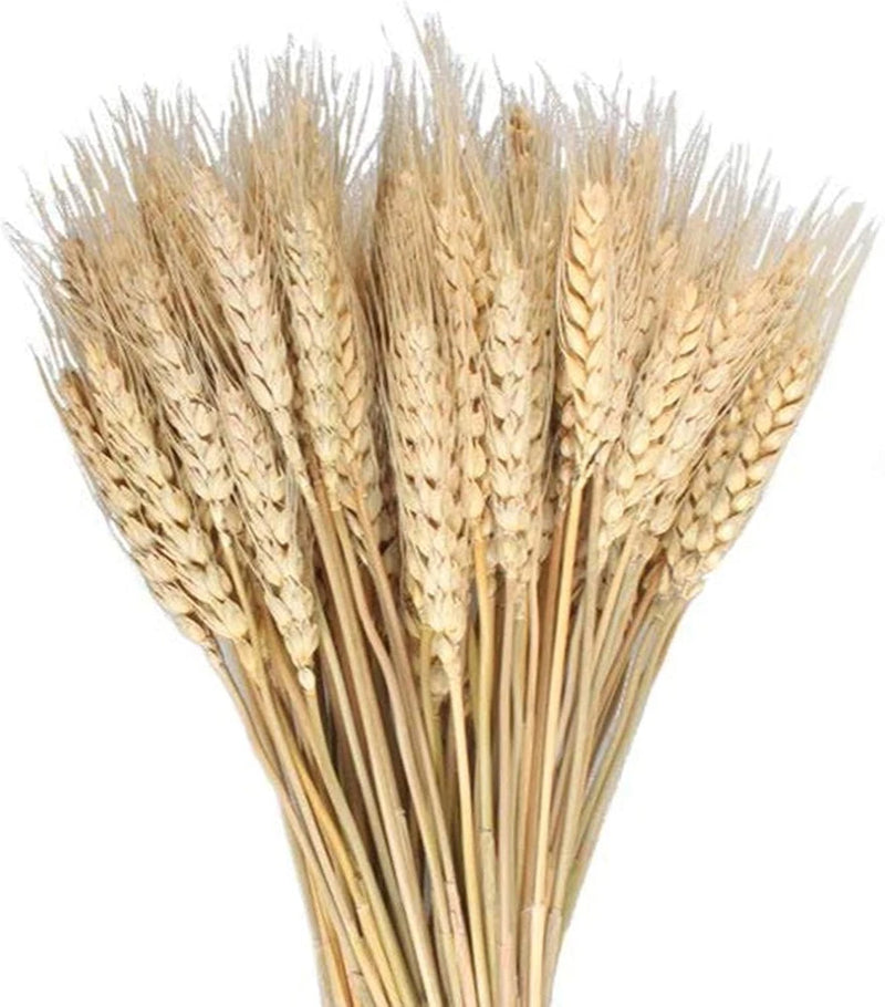 Dried wheat sheaves bundle with golden tan grain stalk heads