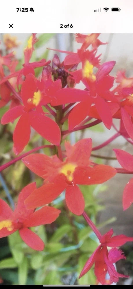 Red, orange, and yellow orchids with star-shaped blooms on branching stems