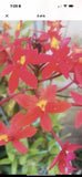 Epidendrum Orchids 5 Different Color Yellow Red Orange Radican And Purple 9 Orchids