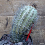 D3222 NEOPORTERIA SUBGIBBOSA V. CASTANEA pot14-H18-W8 cm MaMa Cactus Green Plant