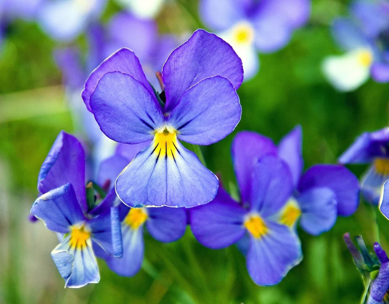 25 CORSICAN VIOLET Viola Corsica Blue Purple Yellow Eye Shade Sun Flower Seeds Sunflower