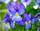 25 CORSICAN VIOLET Viola Corsica Blue Purple Yellow Eye Shade Sun Flower Seeds Sunflower