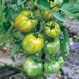 (20) GREEN ZEBRA Heirloom Tomato Seeds plants garden Garden Plants