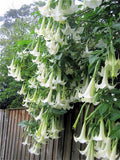 Brugmansia Suaveolens White 10 Seeds, Brazil's Angel Trumpet Tree Small Shrub Flowering Plants