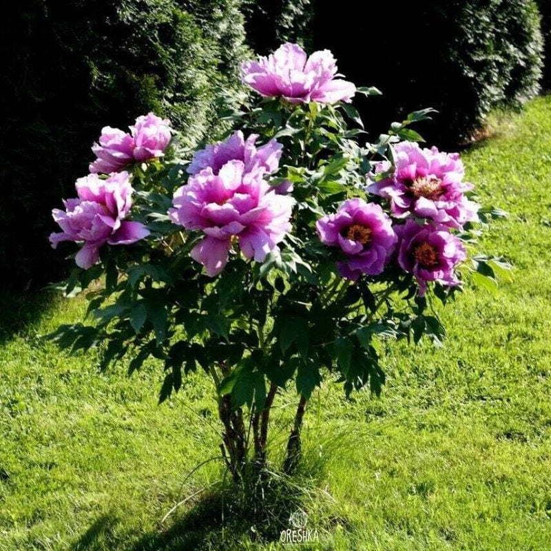 50Pcs Shrub Peony Seeds, Paeonia Suffruticosa Miux Color Flower Seeds Peony