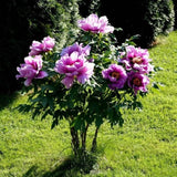 50Pcs Shrub Peony Seeds, Paeonia Suffruticosa Miux Color Flower Seeds Peony