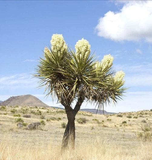 Yucca Thompsoniana exotic succulent rare cactus seed aloe agave garden -15 SEEDS Garden Plants