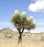 Yucca Thompsoniana exotic succulent rare cactus seed aloe agave garden -15 SEEDS Garden Plants