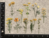 Lot of 10 Assorted Flowers Yellow Vigour Daisies Daisy Outdoor Stickers Daisies