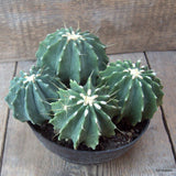 D6870 FEROCACTUS GLAUCESCENS INERMIS pot16-H11-W19 cm MaMa Cactus Green Plant