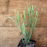 D4539 EUPHORBIA SCHIMPERI pot12-H34-W18 cm MaMa Cactus Green Plant